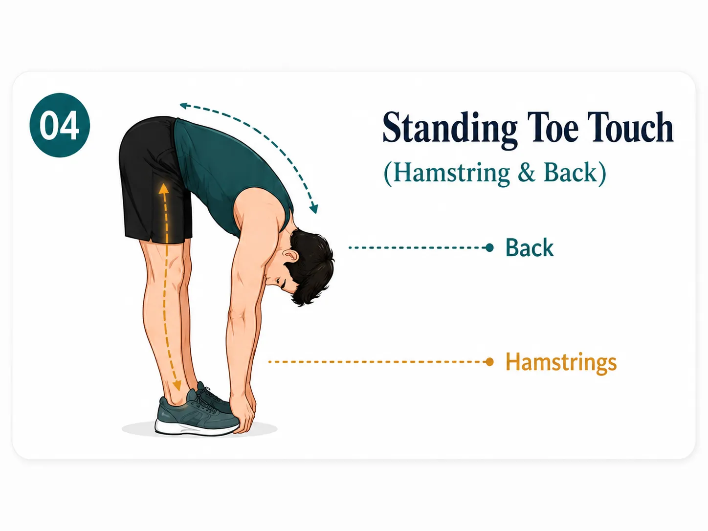 Standing toe touch stretch for hamstring and back flexibility