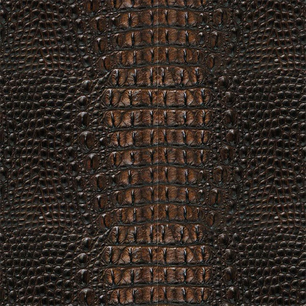Alligator